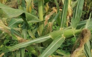 高康183（試驗(yàn)名稱：高康183）玉米種簡介，高抗穗腐病