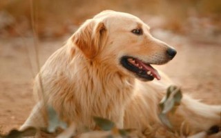 金毛犬可以活多久，壽命一般為12-15年左右