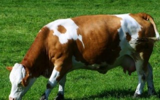 牛有多少個胃，具有瘤胃、網(wǎng)胃、瓣胃、皺胃