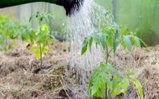 大棚西紅柿怎么澆水，結(jié)果前期每隔7-10天澆一次