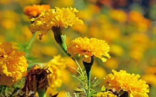 萬(wàn)壽菊的形態(tài)特征，株高在150厘米左右