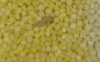 小米出蟲了還能吃嗎，把蟲子驅(qū)趕后便可食用