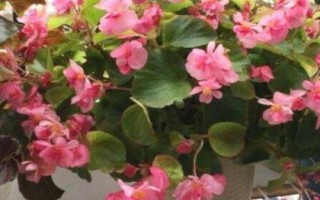 四季海棠如何修剪，一般在春季和秋季進行