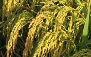 中廣兩優(yōu)2877水稻品種簡介，每畝有效穗數(shù)20.6萬穗