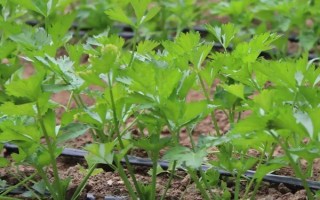 芹菜死苗的原因，原因有腐病、菌核病、黑腐病、猝倒病等