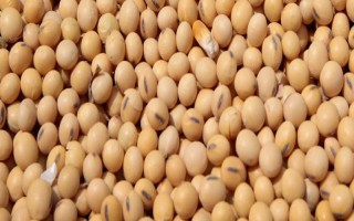 青酥11號大豆品種簡介，每畝保苗在1.8～2.2萬株