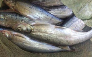 2號伊豆鉤適釣魚種，可釣獲鯽魚、白條、羅非魚等品種