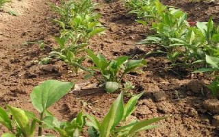 白術(shù)種子的種植方法，播種時間為3月下旬至4月上旬