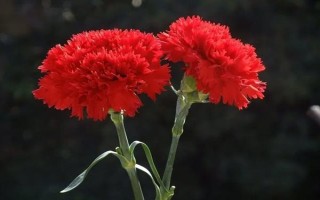 紅色康乃馨適合送什么人，適合贈送給母親或師長