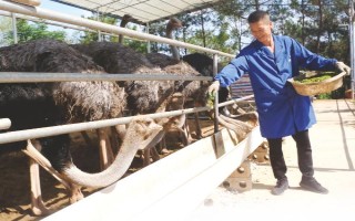 養(yǎng)殖戶對于飼料成本與飼養(yǎng)成本的誤區(qū)，飼料成本越低越好是一種錯誤的想法