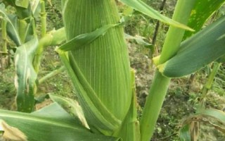 TD1188（試驗代號：歡天5）玉米品種的特性，中抗莖腐病