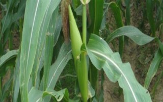 廣良甜402玉米品種簡(jiǎn)介，春植生育期73天