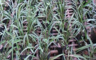 種植一畝蘭花的成本，大約需要5.5萬元
