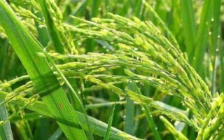 江早油占水稻種子特點(diǎn)，與對(duì)照中早35生育期相同