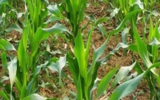中正4號玉米種子介紹，春植全生育期104~106天