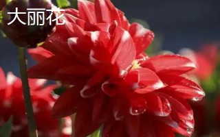 大麗花是不是天麻的一種，二者不是同類別的植物