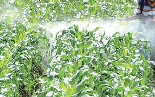 怎么防治玉米的蟲害，輪作倒茬、清潔田園可減少初侵染源