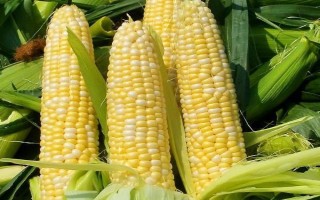 L1909玉米品種簡介，中抗莖腐病
