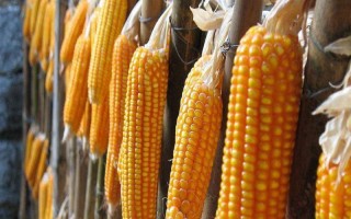 真金619玉米種子介紹，每畝底肥施農(nóng)家肥2000千克