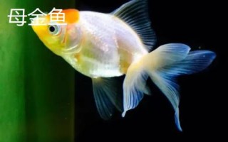 如何區(qū)分金魚的公母，成年后可通過(guò)觀察腹部區(qū)分