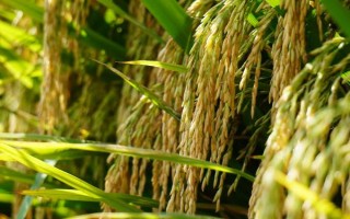 甬優(yōu)7053水稻品種簡介，每畝插0～2萬穴