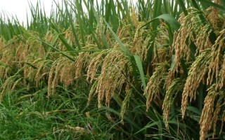 天隆粳6號水稻種子介紹，粳型常規(guī)水稻品種