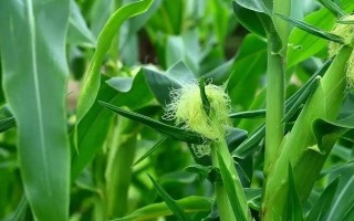 玄育2號玉米種子介紹，中抗腐霉莖腐病