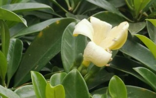 非洲茉莉能不能凈化空氣，具有一定的空氣凈化效果