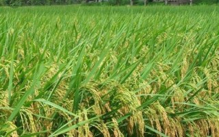 春優(yōu)87水稻品種的特性，每畝有效穗數(shù)14.5萬穗