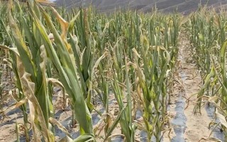玉米播種后過多久澆一次水，當(dāng)天澆水過后可每隔3-5天澆一次