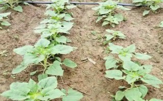 怎么種植向日葵花，現(xiàn)蕾前需控制好澆水量