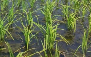 內(nèi)5優(yōu)306水稻種子特點(diǎn)，每畝大田用種量1公斤