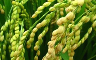 川優(yōu)9527水稻品種簡(jiǎn)介，該品種屬秈型三系雜交水稻