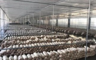 金針菇的種植方法，菌袋適合放置在20-25℃培育室內