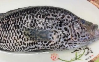 花斑魚(yú)和鱸魚(yú)怎么做才好吃，可采用清蒸、紅燒等烹飪方式