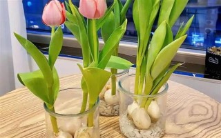 郁金香種一次就會(huì)死亡嗎，屬于多年生草本植物可以重復(fù)栽種