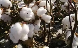 新海61號棉花種子特征特性，全生育期滴水10-12次