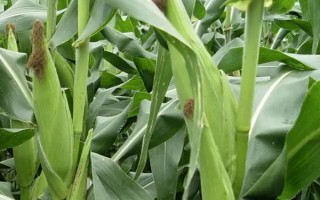 金珠甜脆玉米品種的特性，地溫超過10℃以上時(shí)可以播種