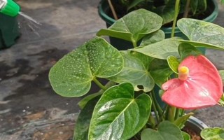 夏季怎么對(duì)紅掌澆水，每天均可澆一次