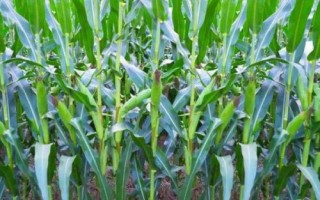 強盛212玉米種子特征特性，中抗大斑病