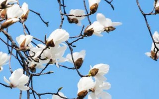 白玉蘭的形態(tài)特征，高達(dá)17米且胸徑達(dá)到30厘米