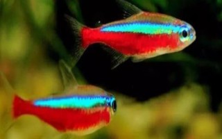 寶蓮燈魚身上有白點(diǎn)的原因，水溫過低或身體表面有小瓜蟲都會(huì)導(dǎo)致