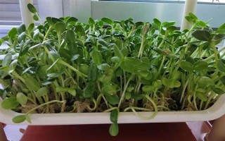 油葵的種植方法，栽種之前將種子進行浸泡處理