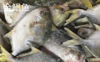 金鯧魚和鯧魚一樣嗎，不是同一種魚