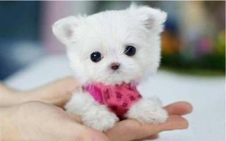 茶杯犬的由來，是基因突變產生的
