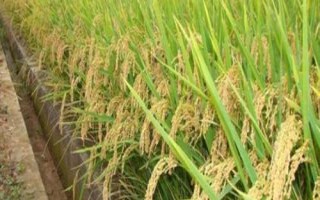 東研稻19水稻種子介紹，4月下旬播種