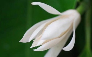 白蘭花的寓意，寓意純潔的愛、高貴優(yōu)雅等