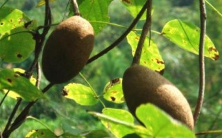什么是木通，屬于毛茛目、木通科木質(zhì)藤本植物的統(tǒng)稱