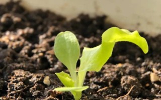 兒菜的種植方法，適宜的生長溫度為8-15℃
