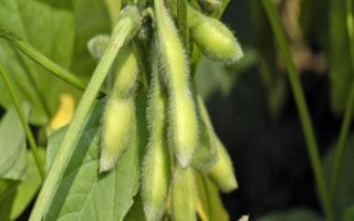 濮豆820大豆品種的特性，中抗花葉病毒病7號(hào)株系